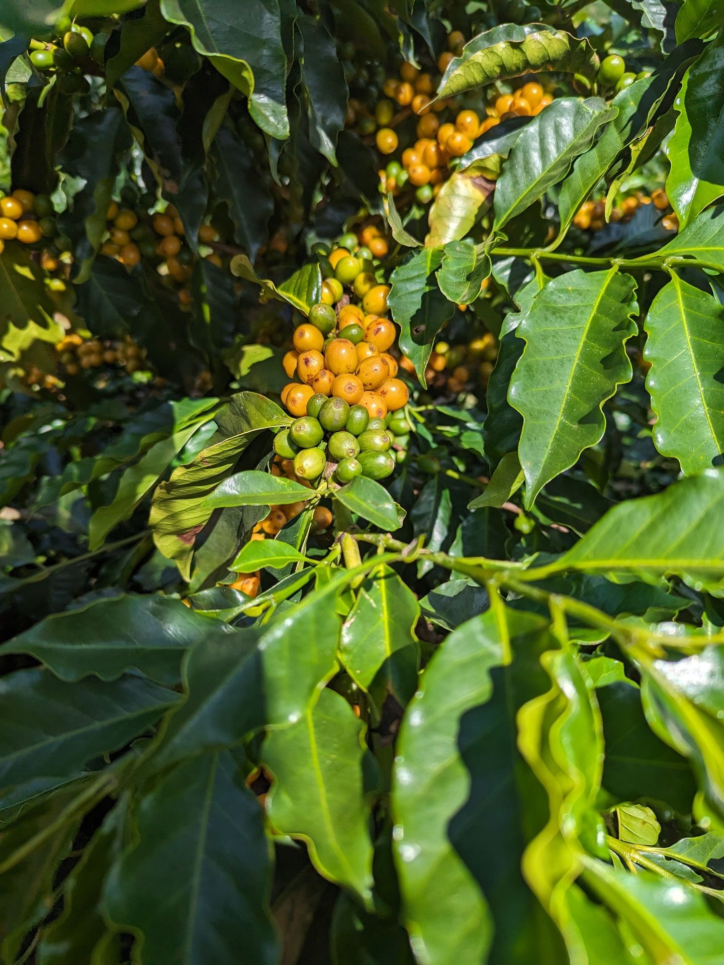 Gros plan sur une branche de caféier portant des cerises de café à différents stades de maturité, allant du vert au jaune doré. Les fruits sont regroupés en grappes denses au cœur d’un feuillage abondant, composé de feuilles vert foncé, brillantes et nervurées, caractéristiques du café Arabica. Cette image illustre le processus naturel de maturation du café sur l’arbre, en plantation, avant la récolte. Elle met en valeur l’agriculture du café, la culture du café de spécialité et le lien direct entre la plante, le fruit et le grain de café.