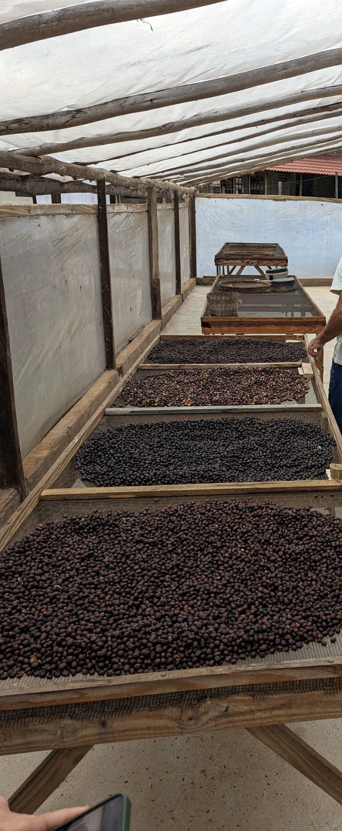 Des grains de café sont disposés sur des lits de séchage surélevés dans une serre de séchage traditionnelle, protégée par une structure en bois et une bâche translucide. Deux producteurs circulent entre les tables, contrôlant visuellement l’état du café pendant la phase de séchage post-récolte, une étape essentielle du processus de transformation du café. Les grains, de couleur foncée et homogène, suggèrent un process naturel ou honey, nécessitant un séchage lent et maîtrisé. Cette image met en valeur le travail des producteurs, le savoir-faire agricole et l’importance du séchage dans la qualité finale du café de spécialité.